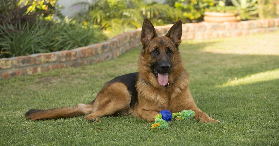 7 Common German Shepherd Dogs Problems Solved