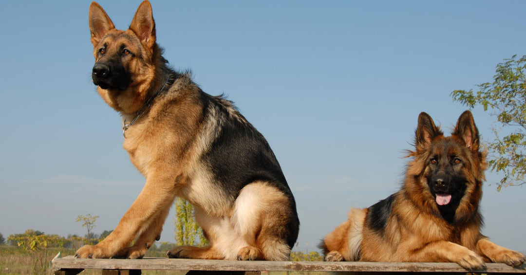 7 Common Myths About GSDs