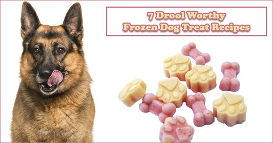 7 Drool Worthy Frozen Dog Treat Recipes For The Hottest Summer Days