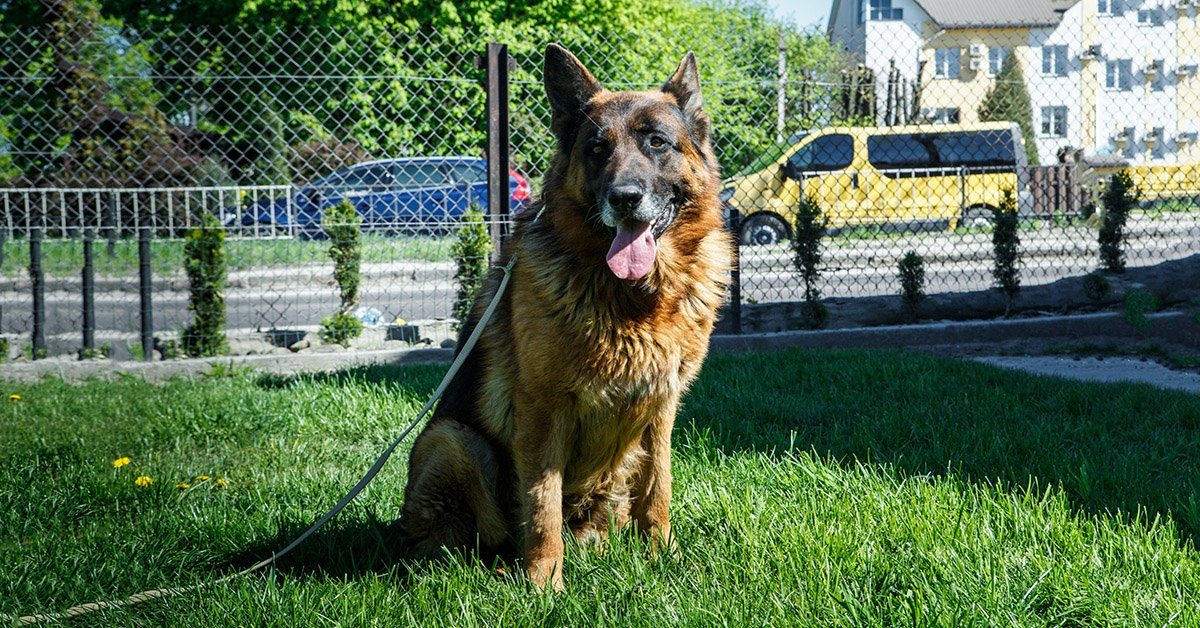 German shepherd leash clearance training