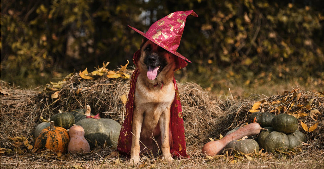 7 Fall Safety Tips (Halloween Edition)