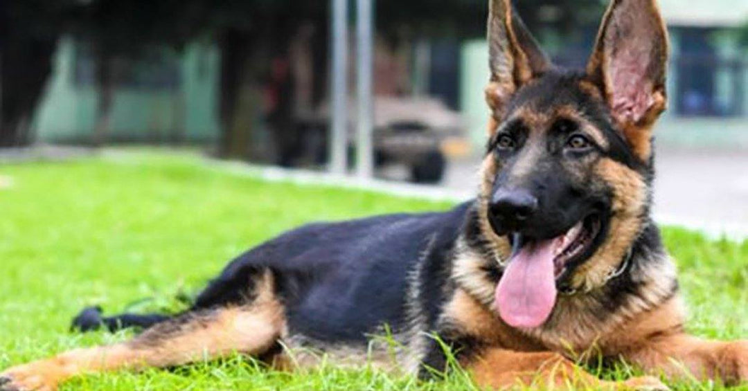 7 Health Problems Common to German Shepherds