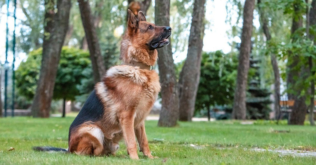 7 Important Commands To Keep Your Dog Safe