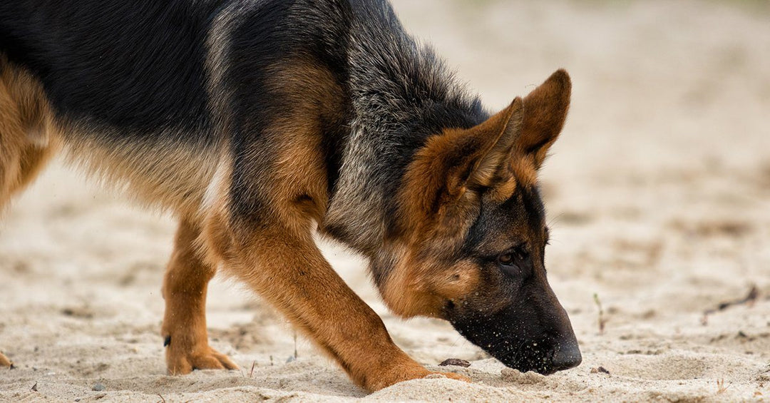 7 Nose Games For Your German Shepherd