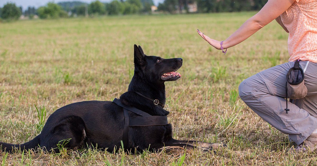 7 Popular Dog Training Methods – Which One Is Best For Your Dog?