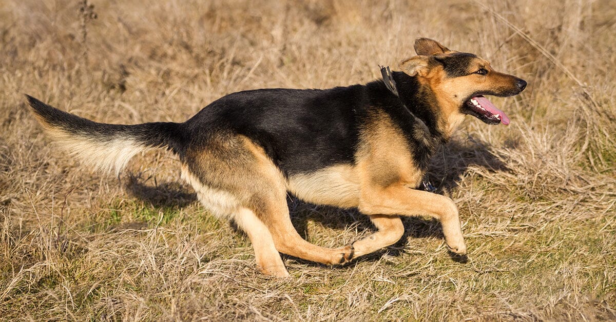 why do dogs get the zoomies after they poop