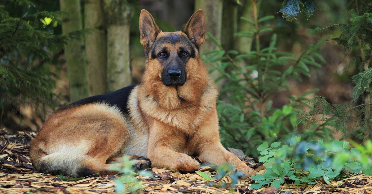 7 Scientific Reasons You’ll Be Happier With A German Shepherd Next To ...