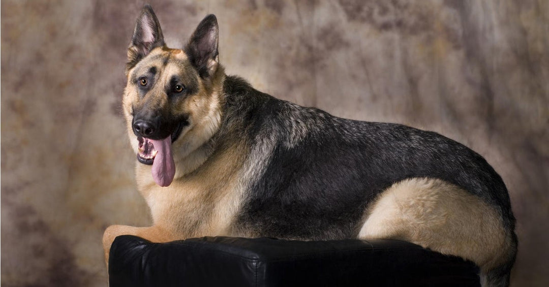 7 Signs Your German Shepherd Is Overweight