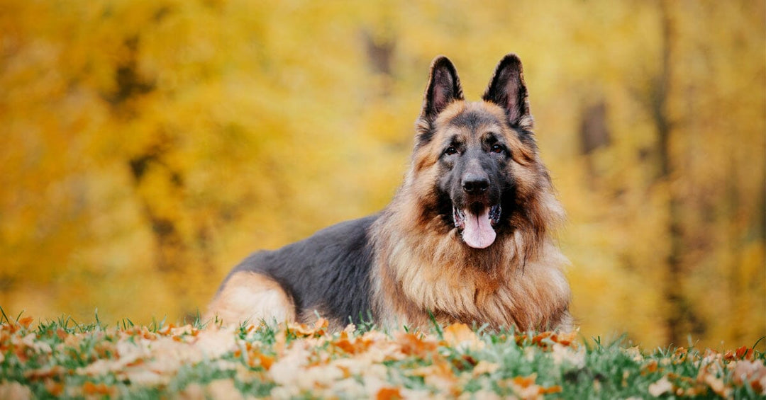 7 Steps To Improve Your Dogs Confidence