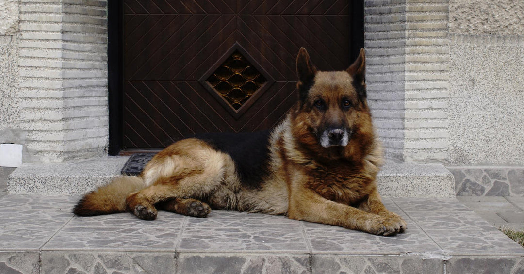 7 Things German Shepherds Hate