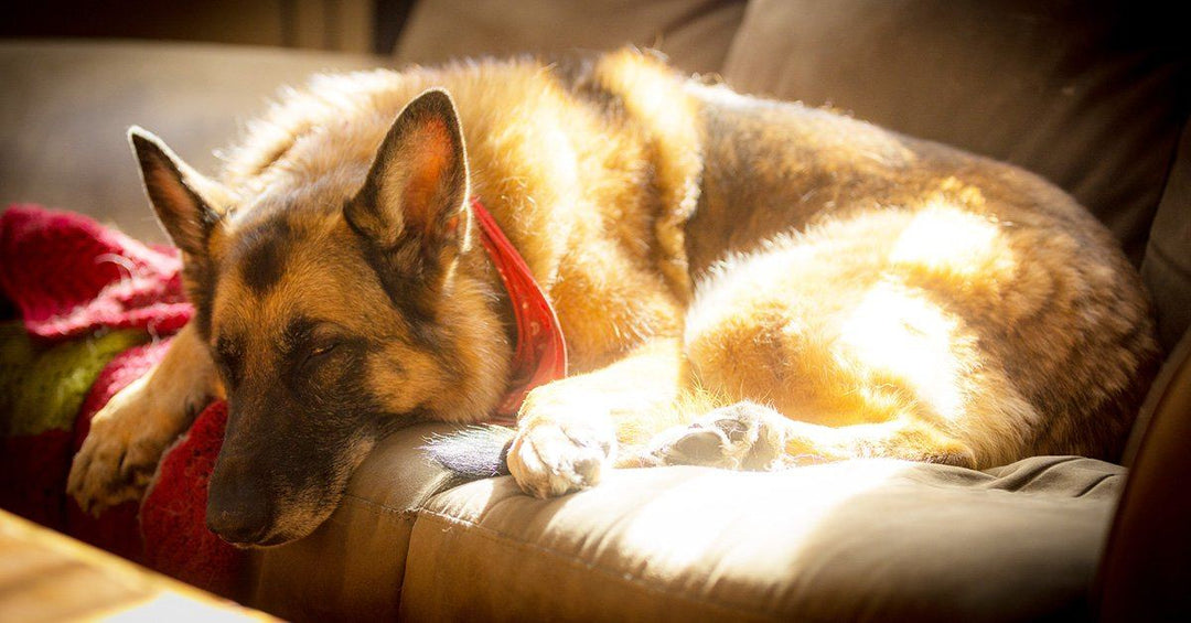 7 Things In Your House That Could Be Causing Your German Shepherd’s Allergies