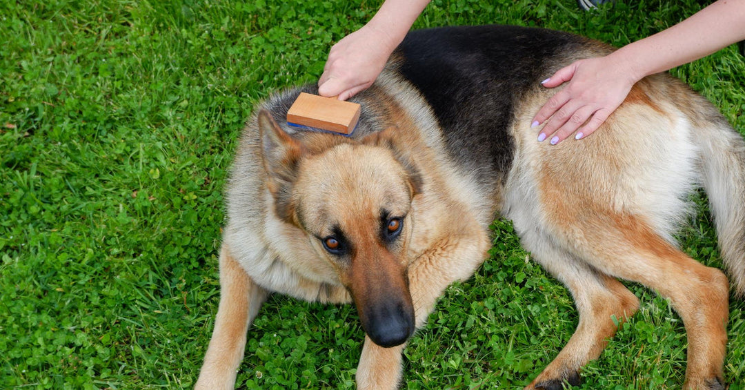 7 Things You Can Do To Reduce Shedding