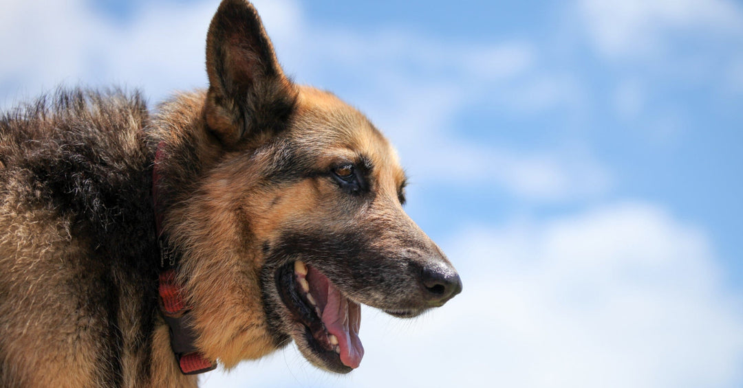 7 Tips For Raising A Confident Dog