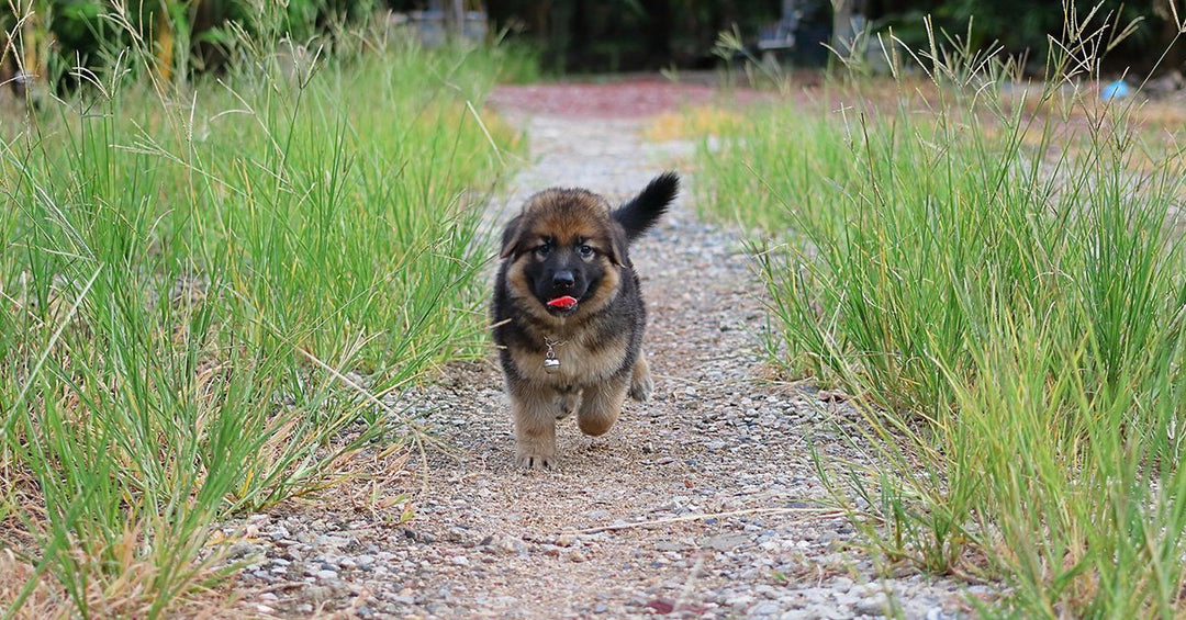 7 Tips For Socializing Your Puppy So They’ll Grow Up To Be A Confident Dog