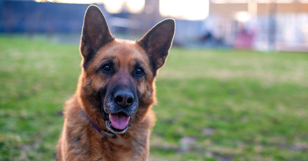 7 Tips To Help You Care For A Senior Dog