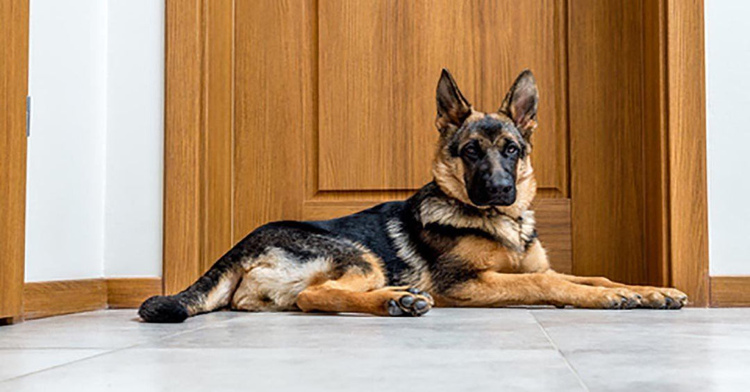 7 Tips To Minimize Dog Hair And Keep Your Home Clean