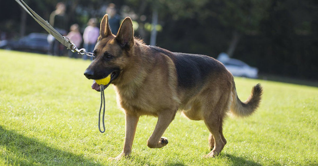 7 Training Exercises That Enhance Your Dog’s Health