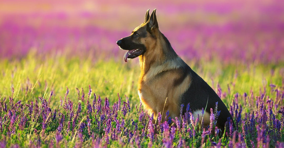 7 Ways You Can Help Your Dog Stay Young