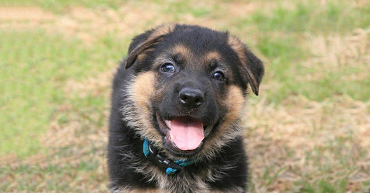 8 Games You Can Use To Teach Your Puppy Not To Bite