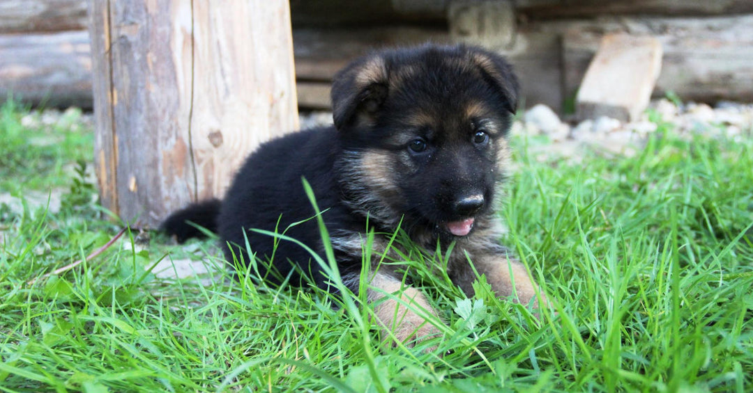 9 Common Mistakes German Shepherd Owners Make When Raising A Puppy