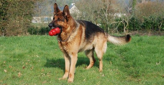 9 Favorite Kong Stuffing Recipes Your Dog Will Love
