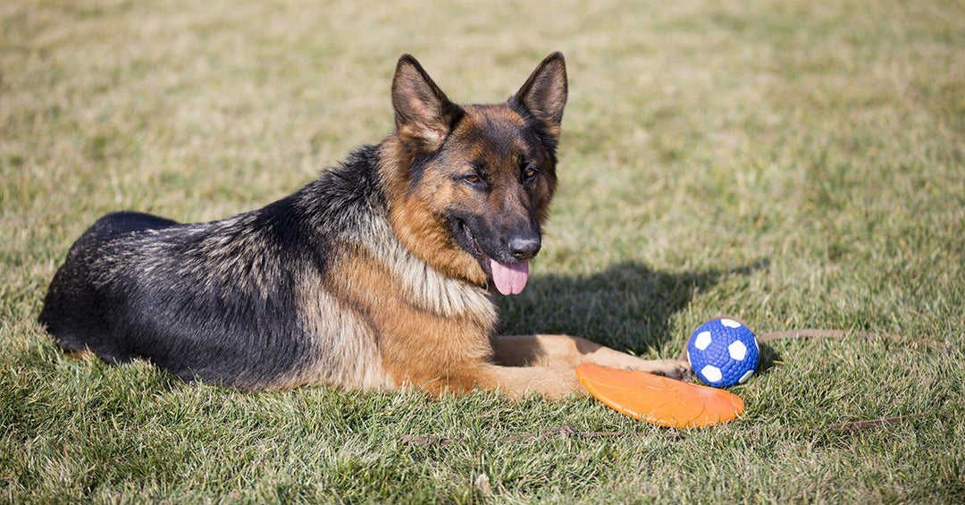 9 Games Every German Shepherd Owner Should Play With Their Dog