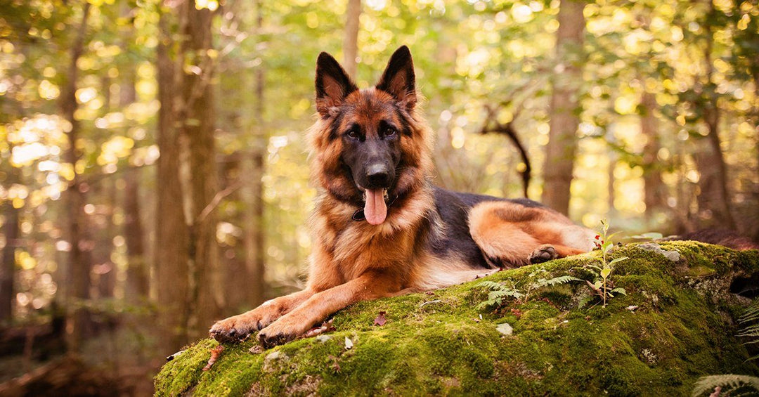 9 Myths About German Shepherds