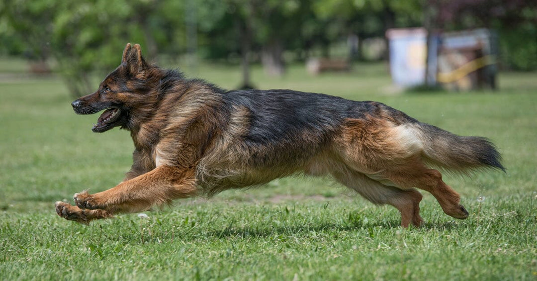 9 Of The Best Daily Exercises For German Shepherds