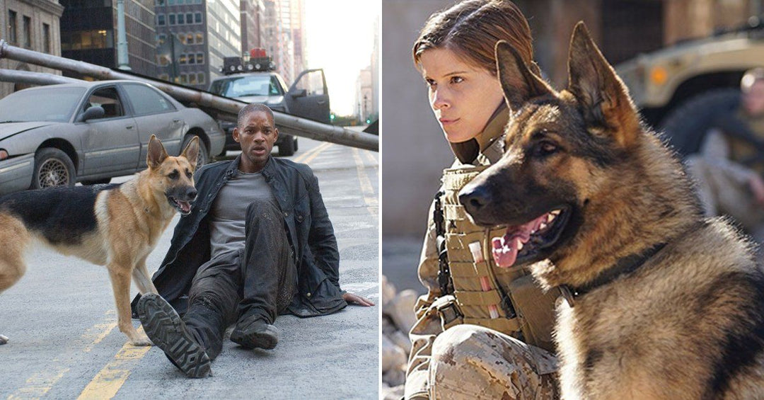 9 Of The Best Movies Starring German Shepherds - With Movie Trailers