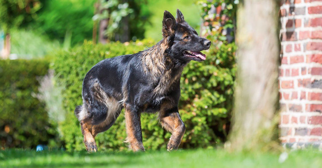 9 Of The Best Supplements for German Shepherds