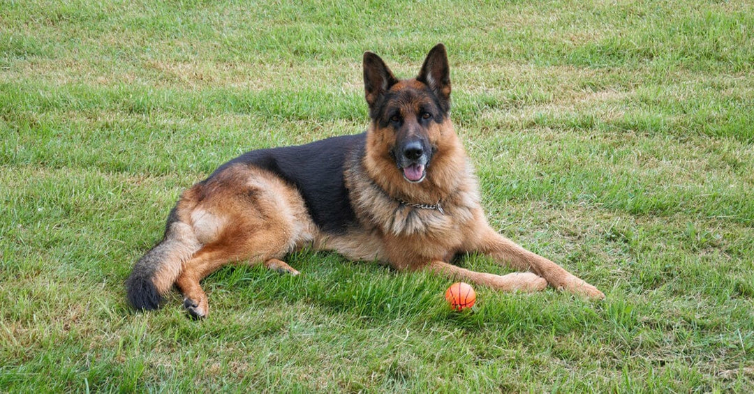 9 Problems Only German Shepherd Owners Would Understand