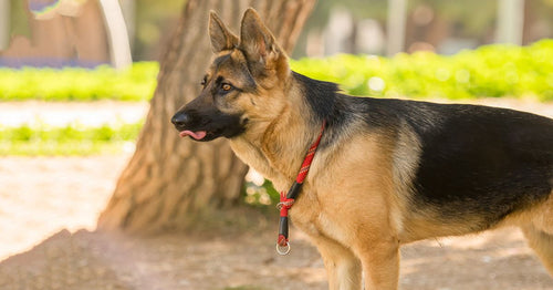 German top shepherd fish