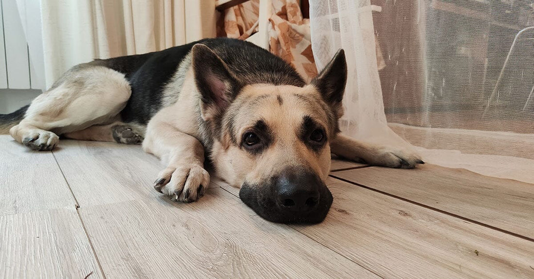 9 Wacky House Cleaning Tips For Living With German Shepherds