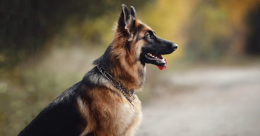 A Guide To Different Prong Collar Accessories And The Metals Used In Herm Sprenger Collars