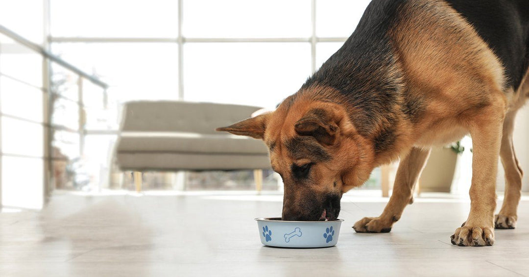 A Guide To The Best Foods For German Shepherds