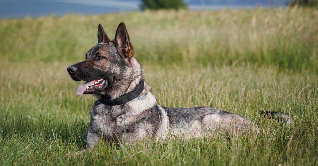 Are E-Collars Ethical In Dog Training? Data Results From A New Study On Police K9s