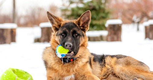 German store shepherd balls