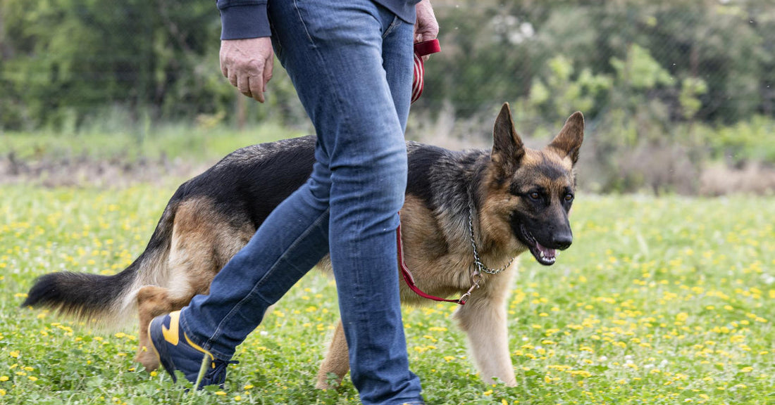 Are You Walking Your Dog Correctly?