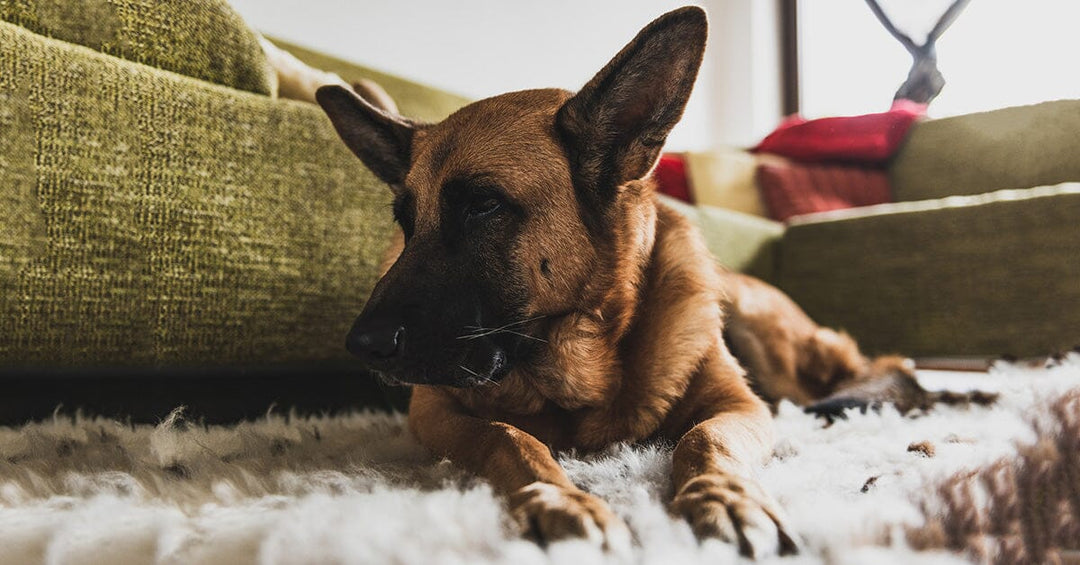 Beware Of These Common Household Items That Are Toxic For Dogs