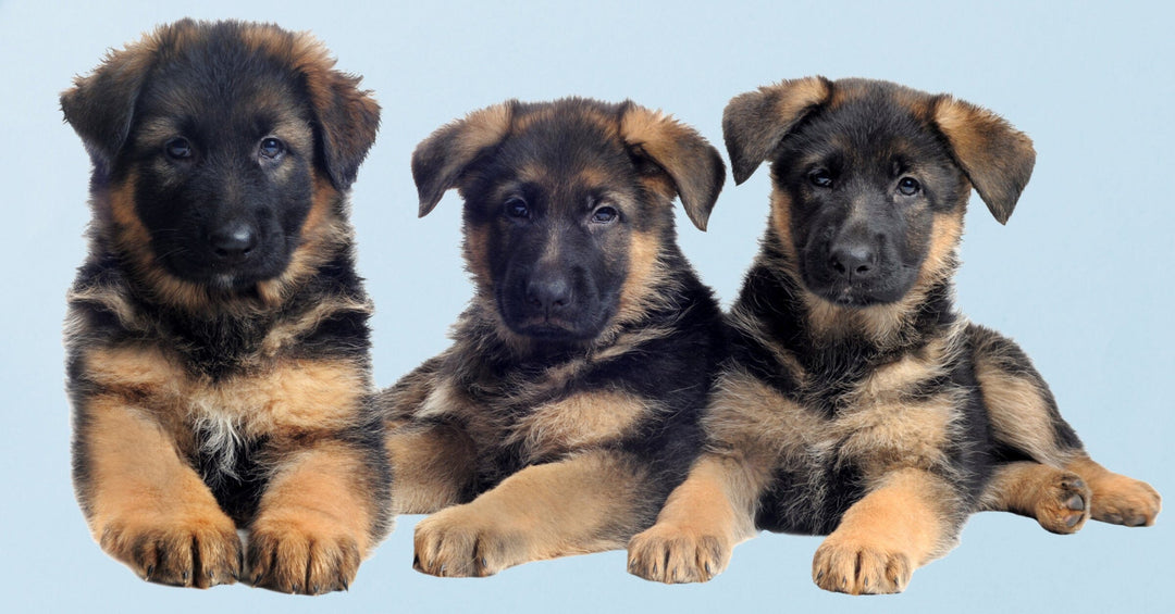 Breeding Ethics: The Controversy Over Designer German Shepherds