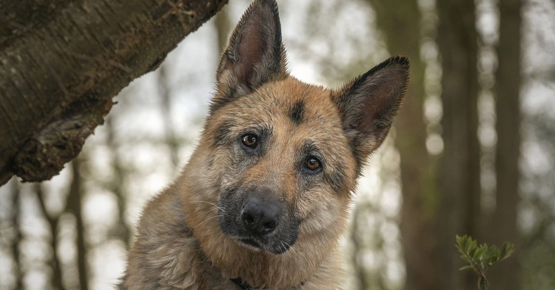 Building Confidence in Shy German Shepherds: Strategies to Help Your Dog Overcome Timidity and Thrive in Various Environments.