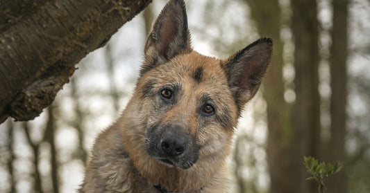 Building Confidence in Shy German Shepherds: Strategies to Help Your Dog Overcome Timidity and Thrive in Various Environments.