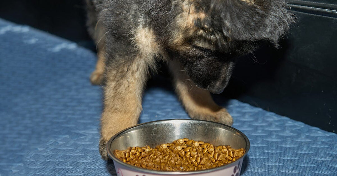 Can Changing How Often A Dog Eats Help Them Live Longer?