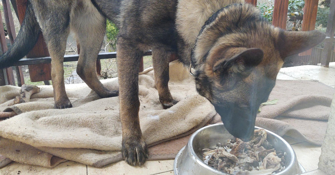 Can You Feed Your Dog Cooked Food?