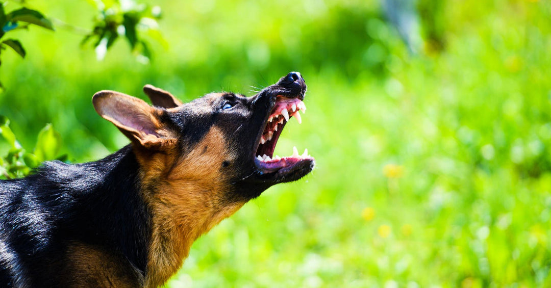 Can You Fix Aggression In Dogs?