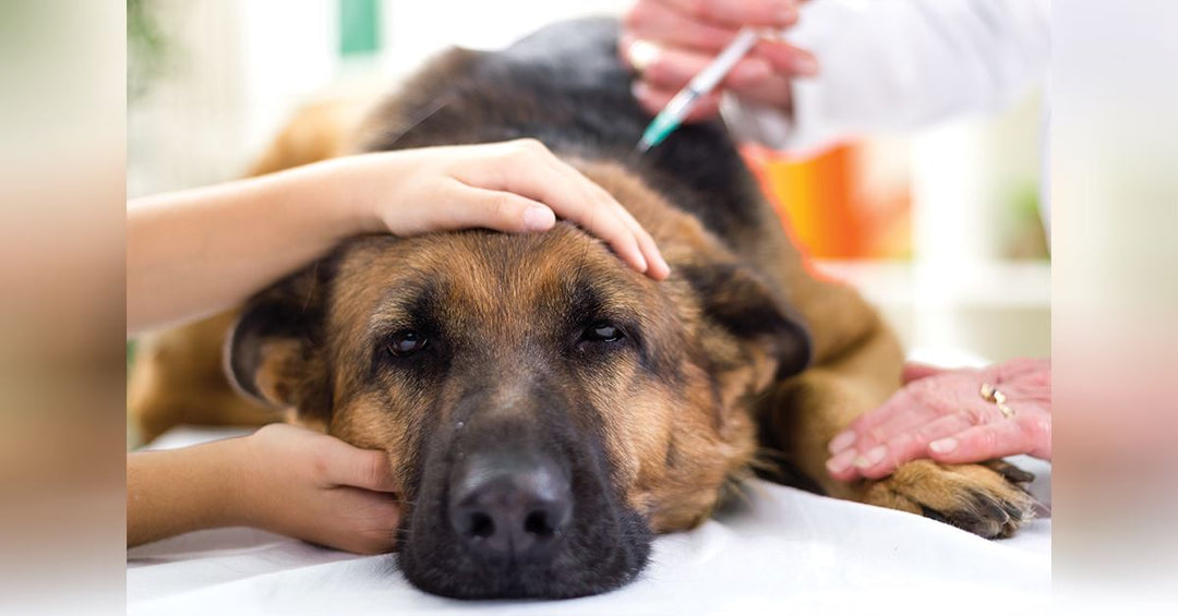 Cancer Warning Signs In German Shepherds