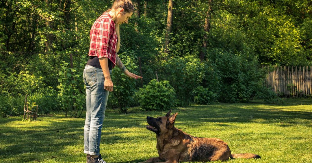 Canine Etiquette: Teaching Your Dog Good Manners and Social Behavior