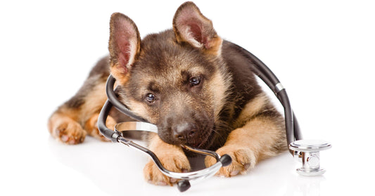 Canine Health Trends: Exploring Holistic Approaches to Dog Wellness