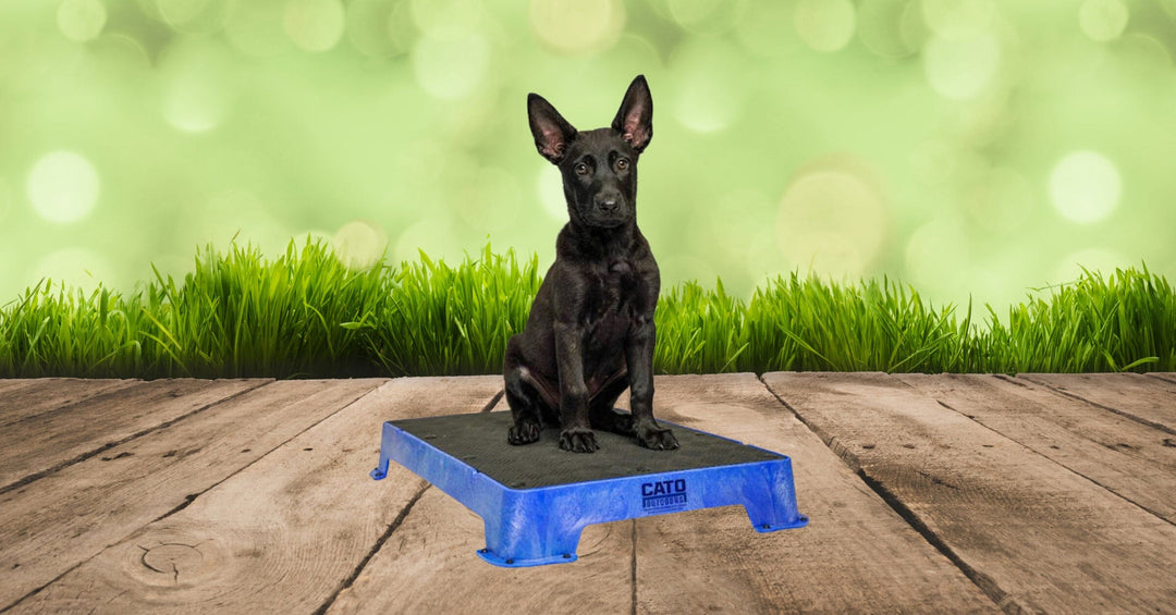 Cato Boards In Dog Training: Introduction and Benefits