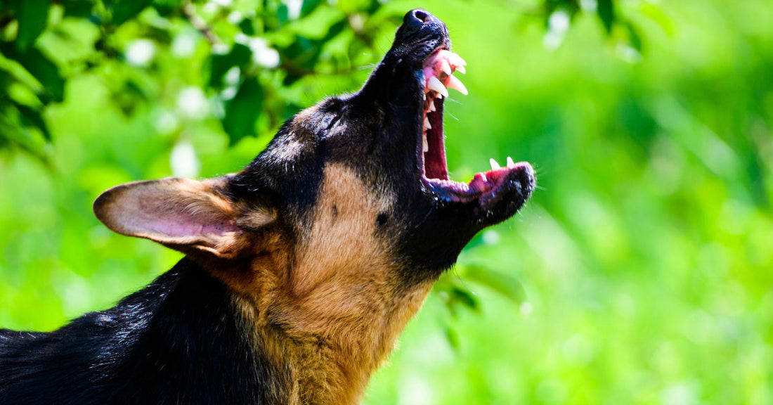 How To Control Your Dogs Fear Aggression